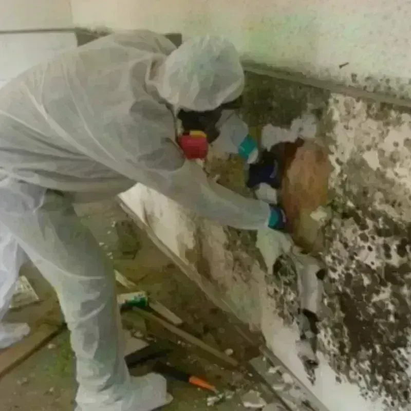 Mold Remediation and Removal in Rocky River, OH